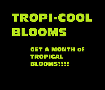 A WHOLE MONTH of TROPI-Cool BLOOMS